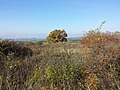 Halbtrockenrasen im Herbstaspekt