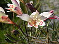 A close-up of Gladiolus angustus in flower.