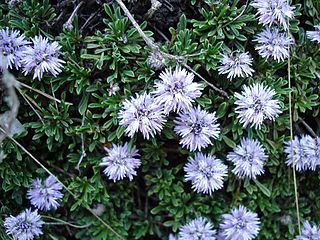 <i>Globularia</i> Genus of flowering plants in the plantain family Plantaginaceae