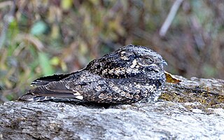 <span class="mw-page-title-main">Grey nightjar</span> Species of bird