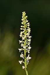 Une fine tige verte fragile porte un petit bouquet de fleurs blanches.