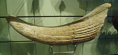 Horn of Bison priscus.jpg