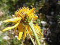 Flowerhead from bottom