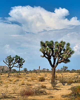 <span class="mw-page-title-main">Ecology of California</span> Environments and natural history of California