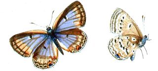 <i>Lepidochrysops</i> Butterfly genus in family Lycaenidae