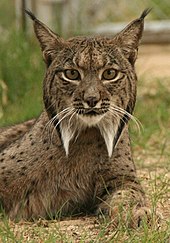 Iberian lynx Linces10.jpg