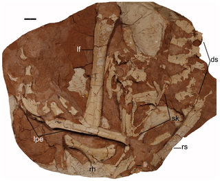 <i>Linhevenator</i> Extinct genus of dinosaurs