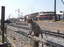 macaque crabier posé sur une barrière à Lopburi