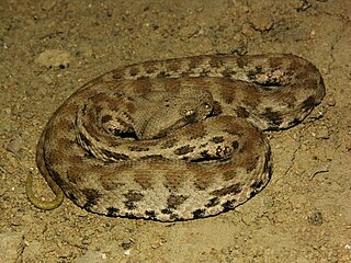 <i>Macrovipera lebetinus obtusa</i> Subspecies of snake