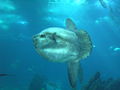 Mola mola in the Oceanário