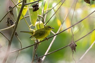 Golden-bellied warbler Species of bird