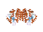 2no9: The structure of deoxycytidine kinase complexed with troxacitabine and ADP.