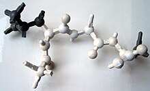 A Nicholson model, showing a short part of protein backbone (white) with side chains (grey). Note the snipped stubs representing hydrogen atoms. Peptide model s.jpg