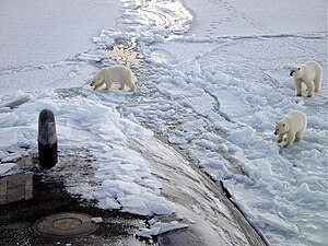 Encounter between the USS Honolulu Submarine and 3 polar bears at the North Pole