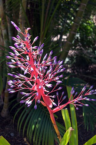 <i>Portea petropolitana</i> Species of flowering plant