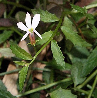 <i>Lobelia purpurascens</i> Species of flowering plant