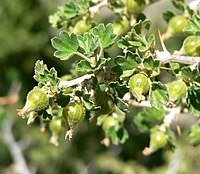 Ribes velutinum