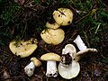 Russula claroflava