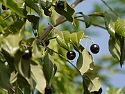 Santalum album (ähnlich ist Santalum lanceolatum)