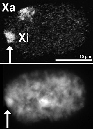 <span class="mw-page-title-main">Barr body</span> Form taken by the inactive X chromosome in a female somatic cell