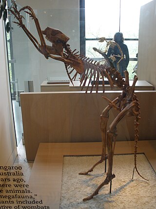 <span class="mw-page-title-main">Sthenurinae</span> Extinct subfamily of marsupials