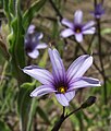 Sisyrinchium platense