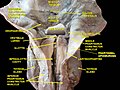 Larinx, pharinx and tongue.Deep dissection.Posterior view.