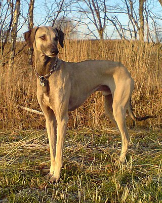 <span class="mw-page-title-main">Sloughi</span> Dog breed