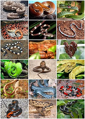 Descripcion d'l'imatge Snakes Diversity.jpg.