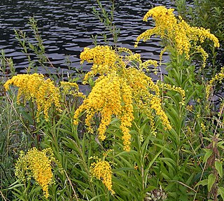 <i>Solidago gigantea</i> Species of plant in the family Asteraceae native to North America