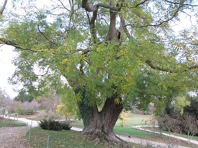 Sophora du Trianon.