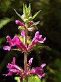 Stachys mexicana