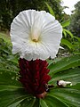 Costus speciosus