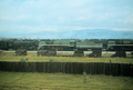 Steam locomotive yard beside the Trans-Sibirian Railway in summer 1981.