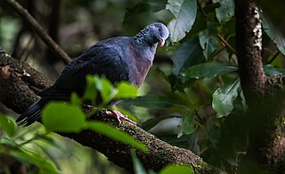 <span class="mw-page-title-main">Trocaz pigeon</span> Species of bird