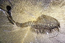 Záběr na horizontálně umístěnou fosilii rodu Waptia, kambrijského členovce