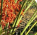 Fruits and spines in the Yucatán, Mexico