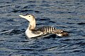 Yellow-billed Loon.jpg