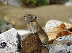 Thumbnail for Northern pika