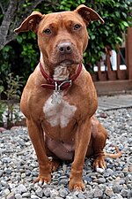 Thumbnail for File:004 American Pit Bull Terrier.jpg