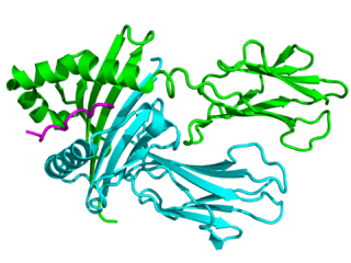 <span class="mw-page-title-main">HLA-DRB3</span> Protein-coding gene in the species Homo sapiens