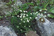 Alpen-Augenwurz (Blätter und Samen; Stängel als Gemüse)