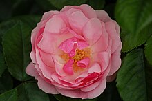 'Bernd-Weigel-Rose' Bernd-Weigel-Rose (Tantau 2003).JPG