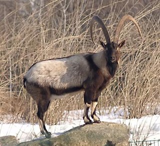 <span class="mw-page-title-main">Wild goat</span> Species of mammal