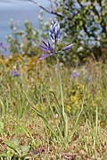 Essbare Prärielilie (Camas) (die Knollen werden verwendet; nicht im Bild)