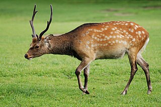 <span class="mw-page-title-main">Sika deer</span> Species of deer native to much of East Asia