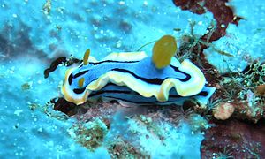 Chromodoris annae from Lembeh Straits, Indonesia