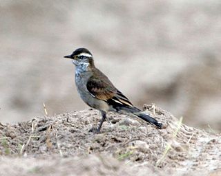 <i>Cinclodes</i> Genus of birds