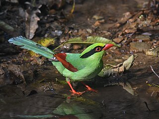 <span class="mw-page-title-main">Common green magpie</span> Species of bird