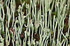 Cladonia spec. (C. subulata?) (Flechten-Art) [D]